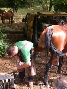 ferrage d'un cheval en dordogne dordogne gite de france sarlat